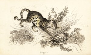 Margay, Leopardus wiedii.,1834 (gravering) av William Alexander Forbes