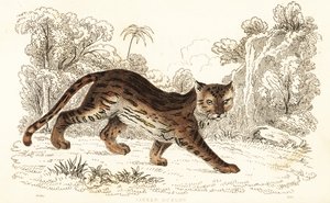 Margay, Leopardus wiedii catenata. , 1834 (gravering) av William Alexander Forbes
