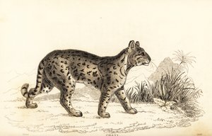 Ocelot, den milde leoparden. , 1834 (gravering)