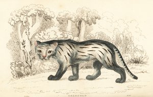 Pampaskatt eller pantanal, Leopardus colocola. ,1834 (gravering)