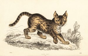 Serval, Leptailurus serval., 1834 (gravering) av William Alexander Forbes
