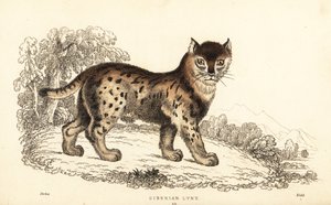 Sibirsk gaupe, Gaupe gaupe wrangeli (Felis lynx)., 1834 (gravering)