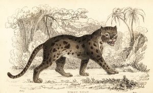Sunda leopardkatt, Prionailurus bengalensis subsp. sumatranus. ,1834 (gravering)