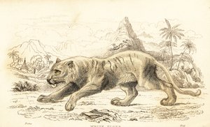 Hvit tiger, Panthera tigris tigris. Truet. ,1834 (gravering) av William Alexander Forbes