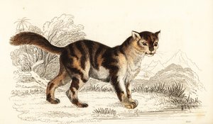Vill skilpaddeskatt fra Sør-Amerika, Felis catus. ,1834 (gravering)