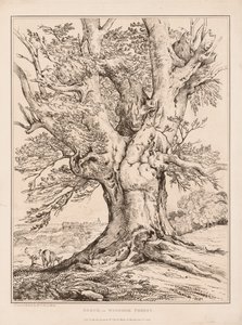 Bøk i Windsor Forest av William Alfred Delamotte
