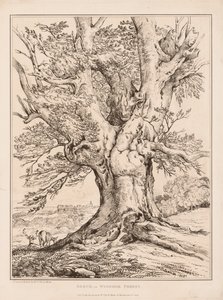 Bøk i Windsor Forest, 1805. av William Alfred Delamotte