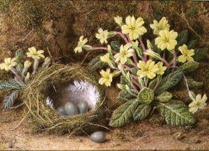 Stilleben av egg i reir og Primroser