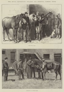 Royal Veterinary College and Hospital, Camden Town