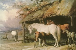 Hopper og føll, 1800-tallet