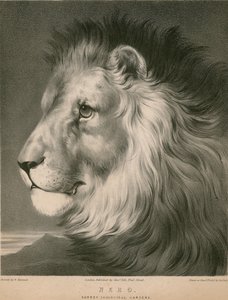 Nero the lion, Surrey Zoological Gardens, London