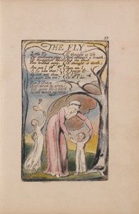 Songs of Innocence and of Experience, Plate 37, The Fly (Bentley 40) av William Blake