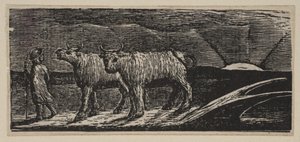 Unyokd Heifers, Loitering Homeward, fra Thorntons Pastorals of Virgil, 1821. av William Blake