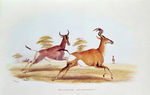 The Sassaybe and the Hartebeest, illustrasjon fra 