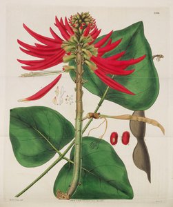 Botanisk magasin, 1787-1833.