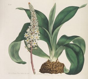 Botanisk magasin, 1787-1833.