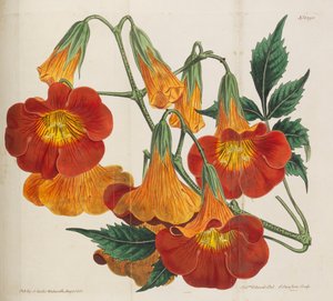 Botanisk magasin, 1787-1833.