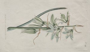 The Botanical Magazine eller Flower Garden vist: Star of Bethlehem, 1794.