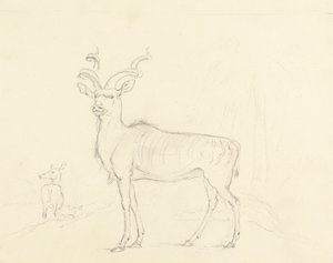Koodooen av William Daniell