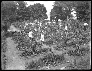 Barn som jobber i Isham Park skolehage, New York City, 16. august 1915 av William Davis Hassler