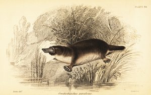Platypus, Ornithorhynchus anatinus.,1841 (gravering)