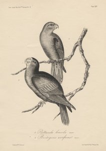 1. Psittacula lineola og 2. Brotogeris aurifrons, litho av J.T. Bowen, 1850 av William E. Hitchcock