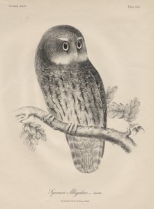 Syrnium Albogularis, litho av J.T. Bowen, 1850 av William E. Hitchcock