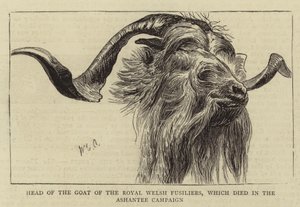 Leder for geiten til Royal Welsh Fusiliers, som døde i Ashantee-kampanjen av William Edward Atkins