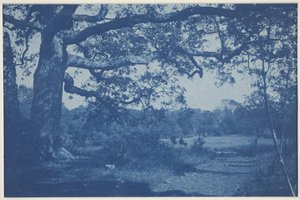 Stor eik ved Edge of Meadow av William H. Cades