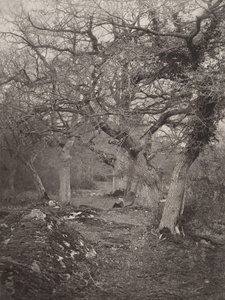 Forest of Fontainebleau, 1870-tallet. av William Harrison