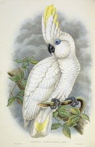 Blåøyd kakadu