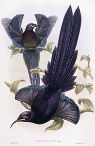 Epimachus Elliotti, menighet, ca. 1891-1898 av William Hart