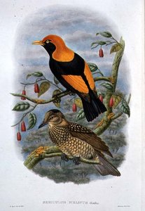 Sericulus Melinus (farge litho)