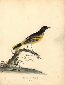 Baltimore oriole, Icterus galbula. (Baltimore oriole, Oriolus baltimore) Håndfarget kobberstikk av en illustrasjon av Matilda Hayes fra William Hayes