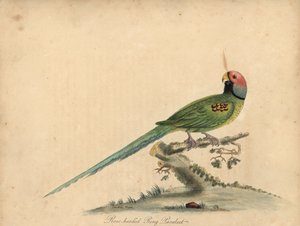 Blomstende parakitt, Psittacula roseata. (Rosehodet ringparrakett) Håndfarget kobberstikk av en illustrasjon av William Hayes og hans datter Matilda Hayes fra William Hayes