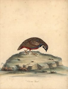 Blåbrystet vaktel, Coturnix chinensis. (Kinesisk vaktel, Tetrao chinensis) Håndfarget kobberstikk av en illustrasjon av William Hayes fra Portraits of Rare and Curious Birds from the Menagery of Osterly Park, London: Bulmer