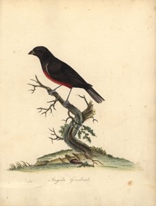 Kastanjebuket frøfink, Oryzoborus angolensis. (Angola grosbeak, Loxia angolensis) Håndfarget kobbergravering av en illustrasjon av William Hayes fra Portraits of Rare and Curious Birds from the Menagery of Osterly Park, London: Bulmer av William Hayes
