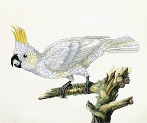 Kakadu, 1779 av William Hayes