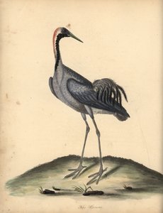 Vanlig trane, Grus grus. (Ardea grus) Håndfarget kobberstikk av en illustrasjon av William Hayes fra Portraits of Rare and Curious Birds from the Menagery of Osterly Park. av William Hayes
