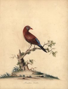 Vanlig grenader, Uraeginthus granatinus, hjemmehørende i Afrika. (Brasiliansk fink, Fringilla granatina) Håndfarget kobbergravering av en illustrasjon av William Hayes fra Portraits of Rare and Curious Birds from the Menagery of Osterly Park, London: Bu av William Hayes