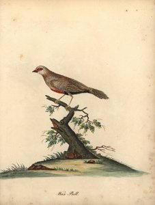 Vanlig voksnebb, Estrilda astrild. (Loxia astreld) Håndfarget kobberstikk av en illustrasjon av William Hayes fra Portraits of Rare and Curious Birds from the Menagery of Osterly Park. av William Hayes
