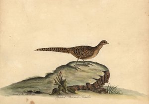 Gylden eller kinesisk fasan, Chrysolophus pictus, hunn. (Maint fasan, Phasianus pictus) Håndfarget kobbergravering av en illustrasjon av Ann og Emily Hayes fra William Hayes