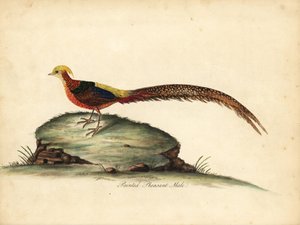 Gylden eller kinesisk fasan, Chrysolophus pictus, hann. (Maint fasan, Phasianus pictus) Håndfarget kobbergravering av en illustrasjon av William Hayes fra Portraits of Rare and Curious Birds from the Menagery of Osterly Park, London: Bulmer av William Hayes