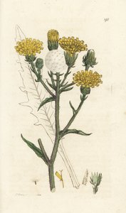Hauke-oksetunge, Picris hieracioides. Håndfarget kobberstikk av James Sowerby fra James Smith