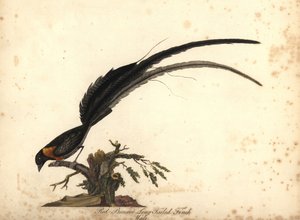 Langhaleparadis whydah, Vidua paradisaea, hann. (Rødbrystet langhalefink, Emberiza paradisaea) Håndfarget kobberstikk av en illustrasjon av William Hayes fra Portraits of Rare and Curious Birds from the Menagery of Osterly Park, Lo av William Hayes