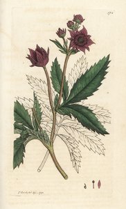 Marsh cinquefoil, Comarum myr. Håndfarget kobberstikk av James Sowerby fra James Smith