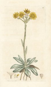 Fjellloppor, Tephroseris integrifolia (Cineraria integrifolia). Håndfarget kobberstikk av James Sowerby fra James Smith