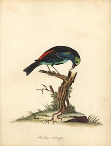 Paradise tanager, Tangara chilensis. (Tanagra tatao) Håndfarget kobbergravering av en illustrasjon av William Hayes fra Portraits of Rare and Curious Birds from the Menagery of Osterly Park (London: Bulmer