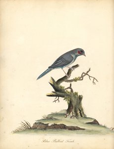 Rødkinn cordonbleu, Uraeginthus bengalus. (Blåbukfink, Fringilla benghalus.) Håndfarget kobbergravering av en illustrasjon av William Hayes fra Portraits of Rare and Curious Birds from the Menagery of Osterly Park (London: Bulmer av William Hayes
