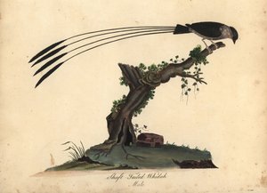 Skafttailed whydah, Vidua regia. (Shaft-tailed whidah, Emberiza regia) Håndfarget kobbergravering av en illustrasjon av William Hayes og hans datter M (Matilda) fra Portraits of Rare and Curious Birds from the Menagery of Osterly Park, London: av William Hayes